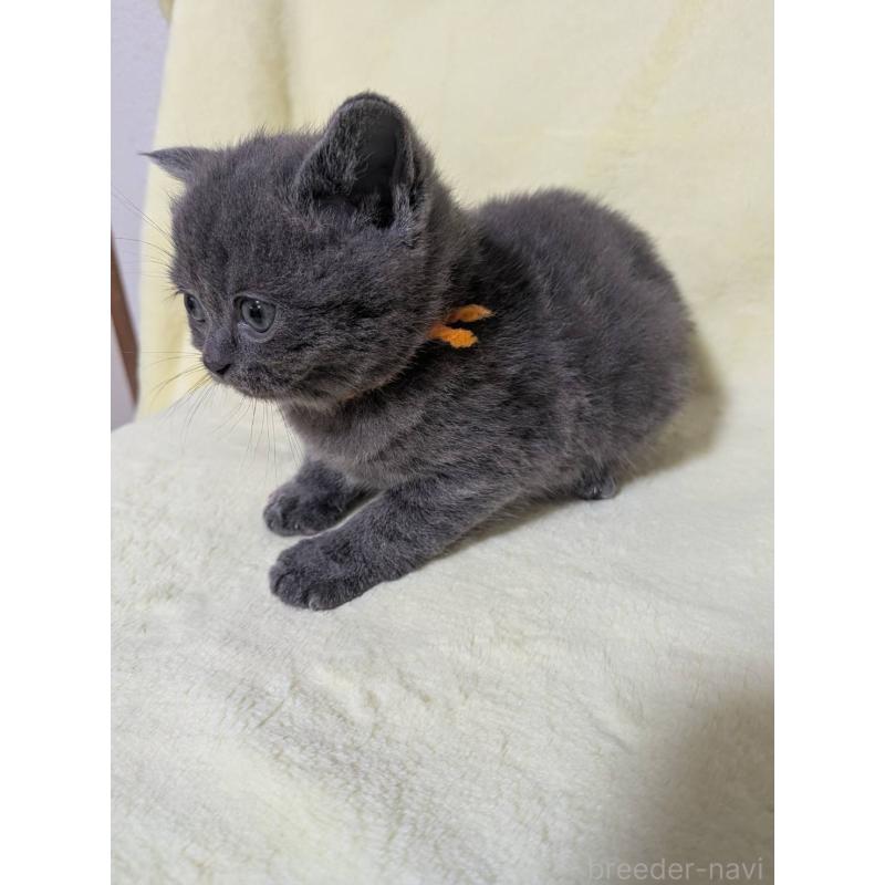 販売中の静岡県のブリティッシュショートヘア-139398の4枚目