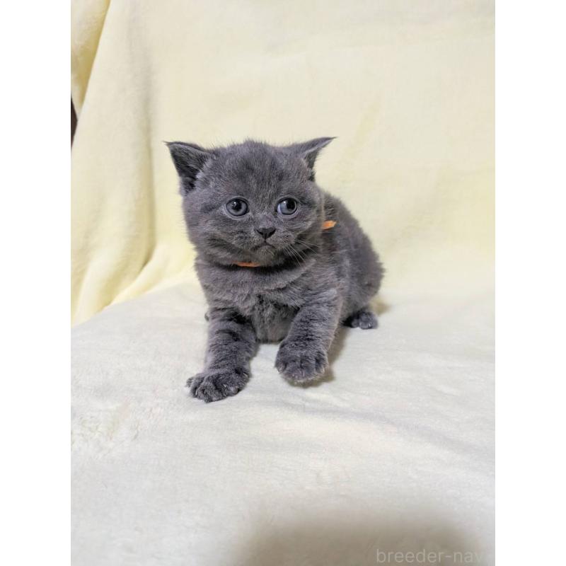 販売中の静岡県のブリティッシュショートヘア-139398の3枚目