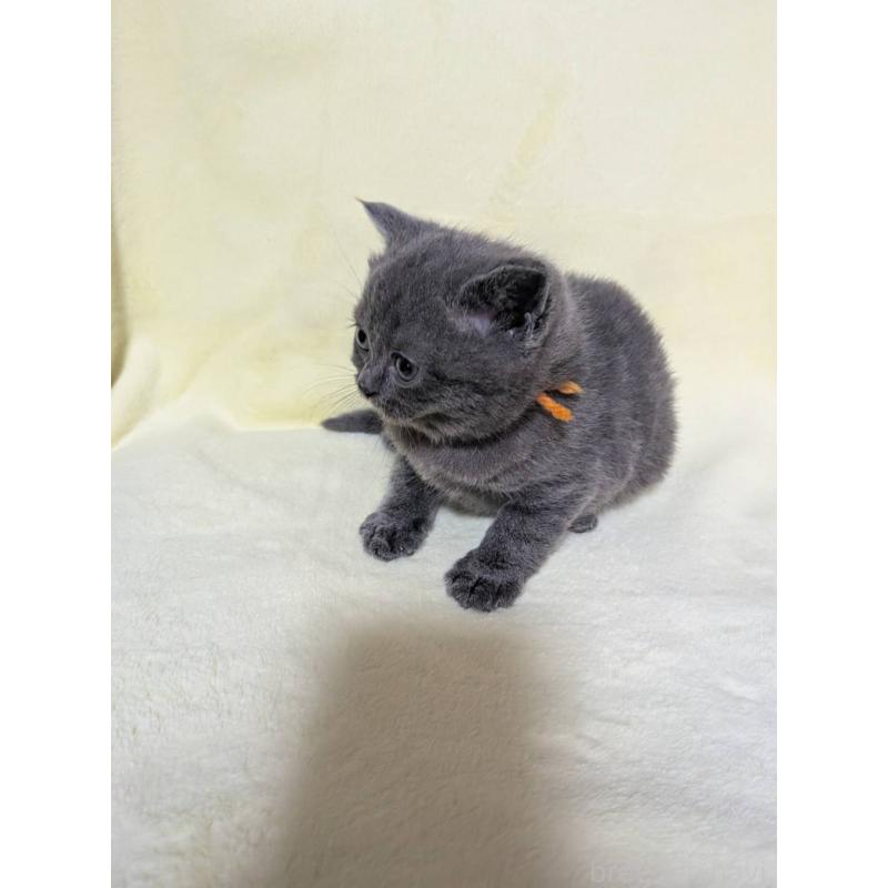 販売中の静岡県のブリティッシュショートヘア-139398の2枚目