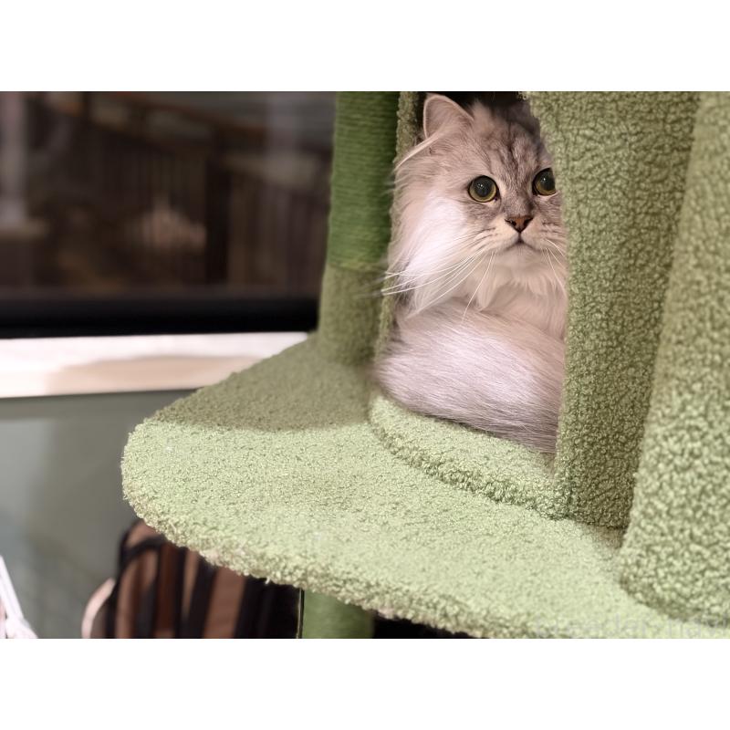 販売中の長野県のミヌエット-131594の2枚目