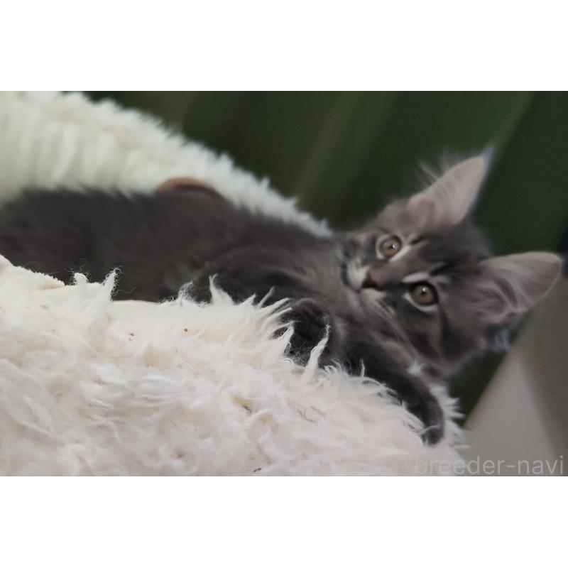 販売中の千葉県のメインクーン-136588の3枚目