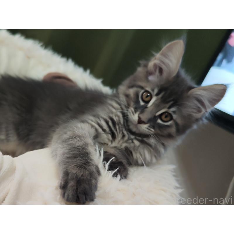 販売中の千葉県のメインクーン-136588の2枚目