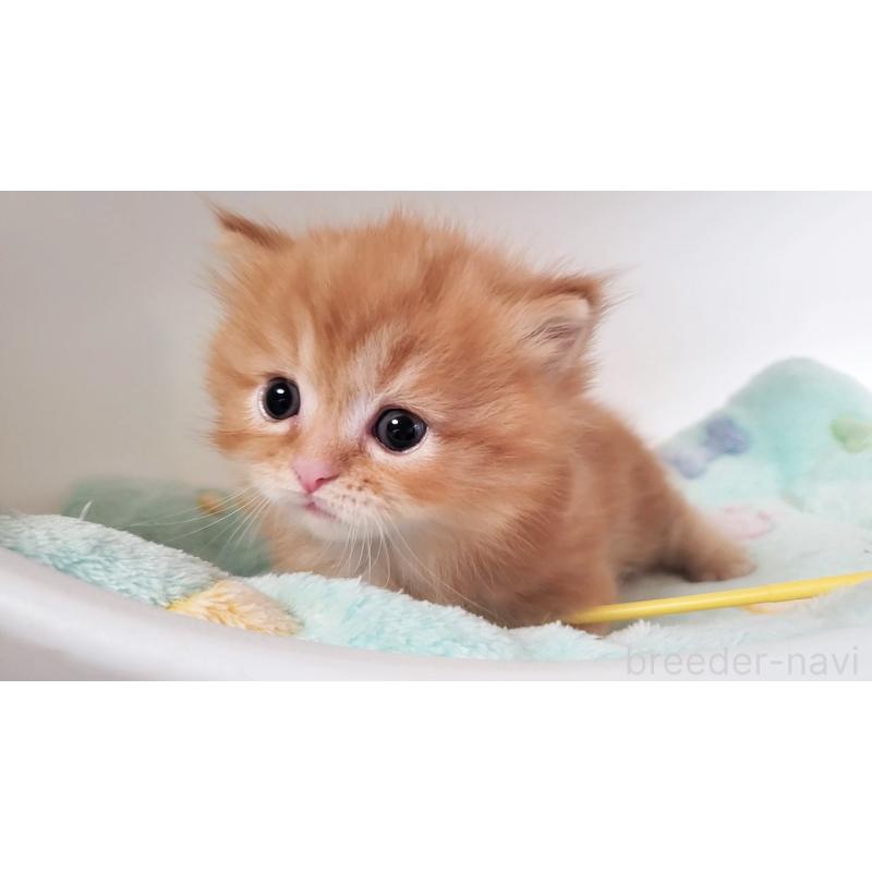 販売中の大阪府のマンチカン(短足)-139401の10枚目