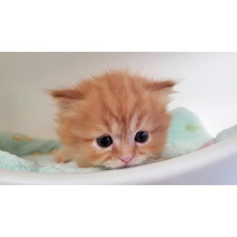 販売中の大阪府のマンチカン(短足)-139401の9枚目