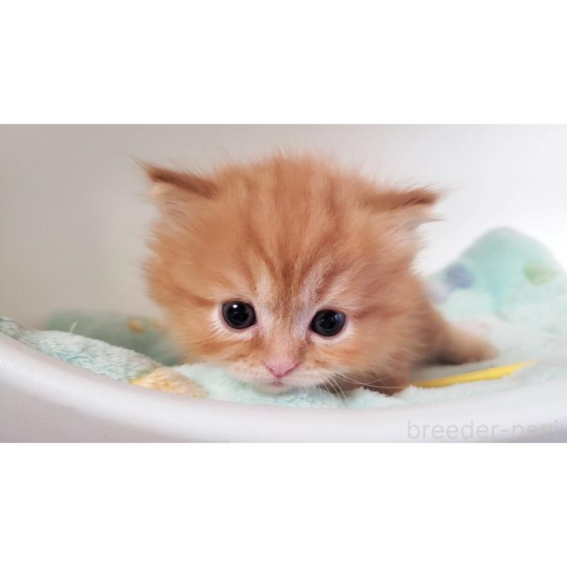 販売中の大阪府のマンチカン(短足)-139401の8枚目