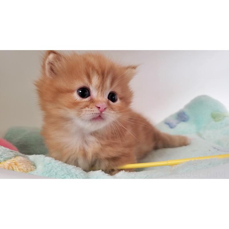 販売中の大阪府のマンチカン(短足)-139401の7枚目