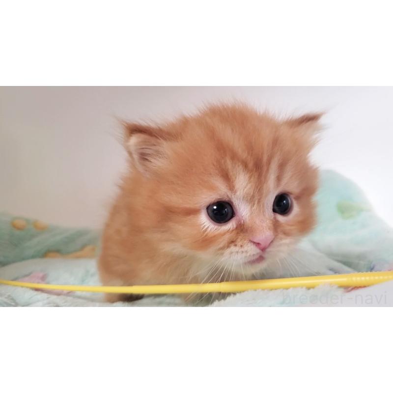 販売中の大阪府のマンチカン(短足)-139401の6枚目