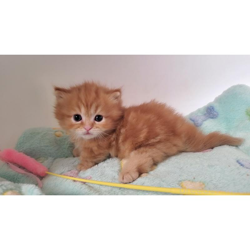 販売中の大阪府のマンチカン(短足)-139401の4枚目