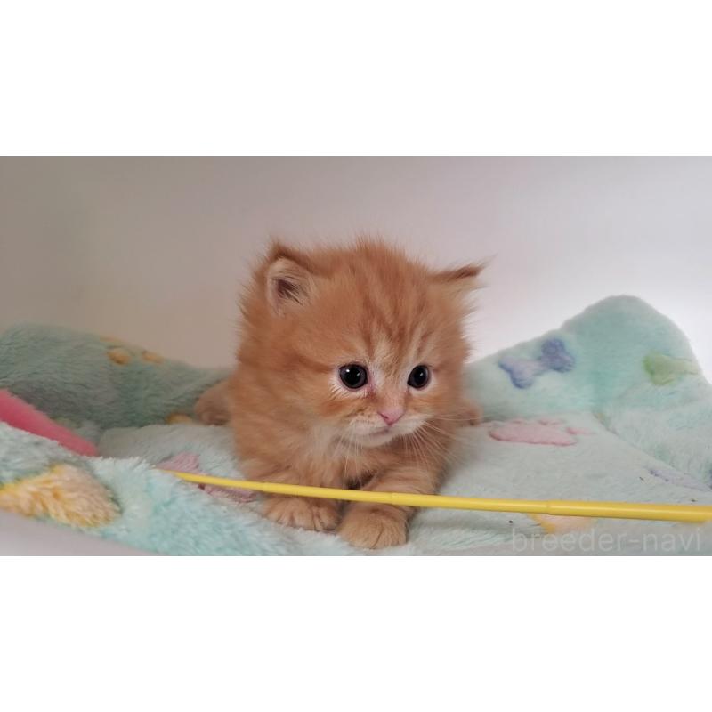 販売中の大阪府のマンチカン(短足)-139401の5枚目