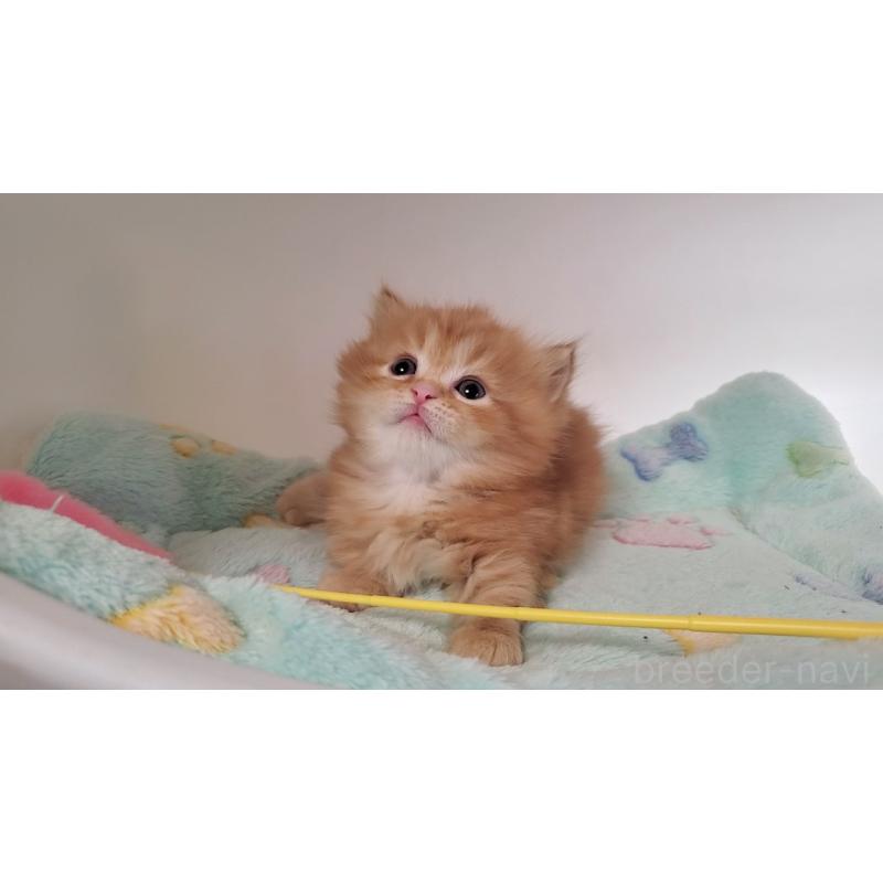 販売中の大阪府のマンチカン(短足)-139401の3枚目