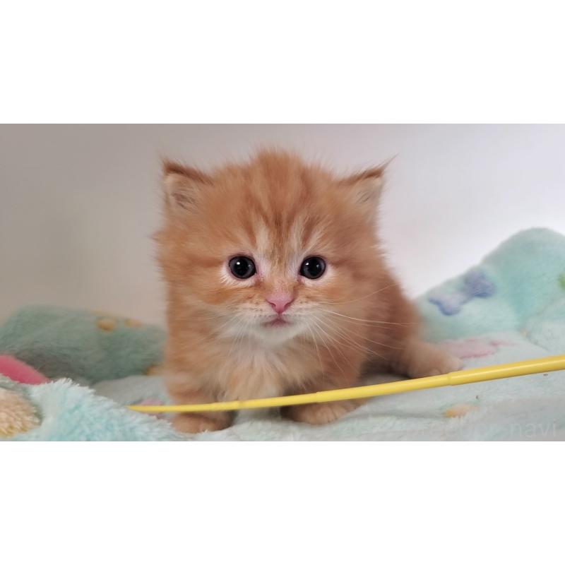 販売中の大阪府のマンチカン(短足)-139401の2枚目