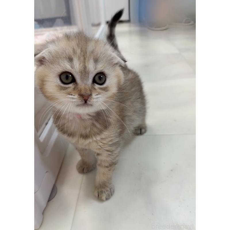 販売中の京都府のマンチカン-139451の5枚目