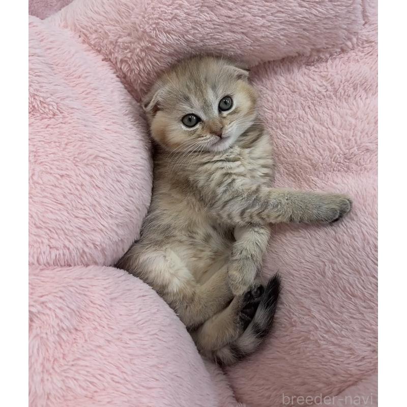 販売中の京都府のマンチカン-139451の3枚目