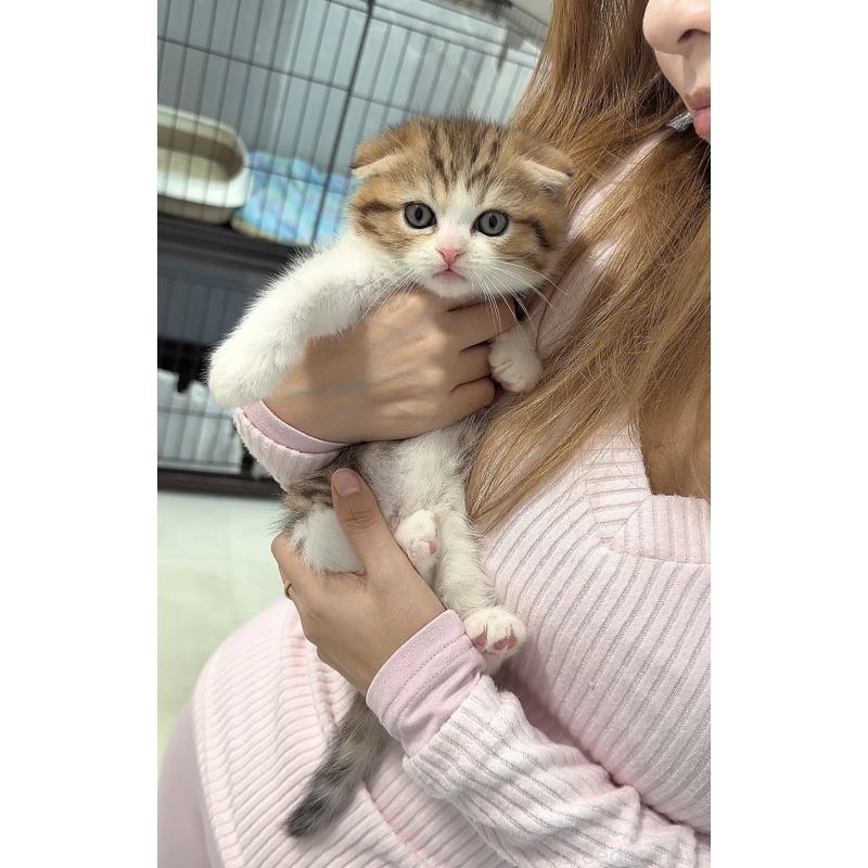 販売中の京都府のマンチカン-139442の5枚目