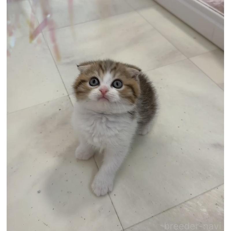 販売中の京都府のマンチカン-139442の4枚目