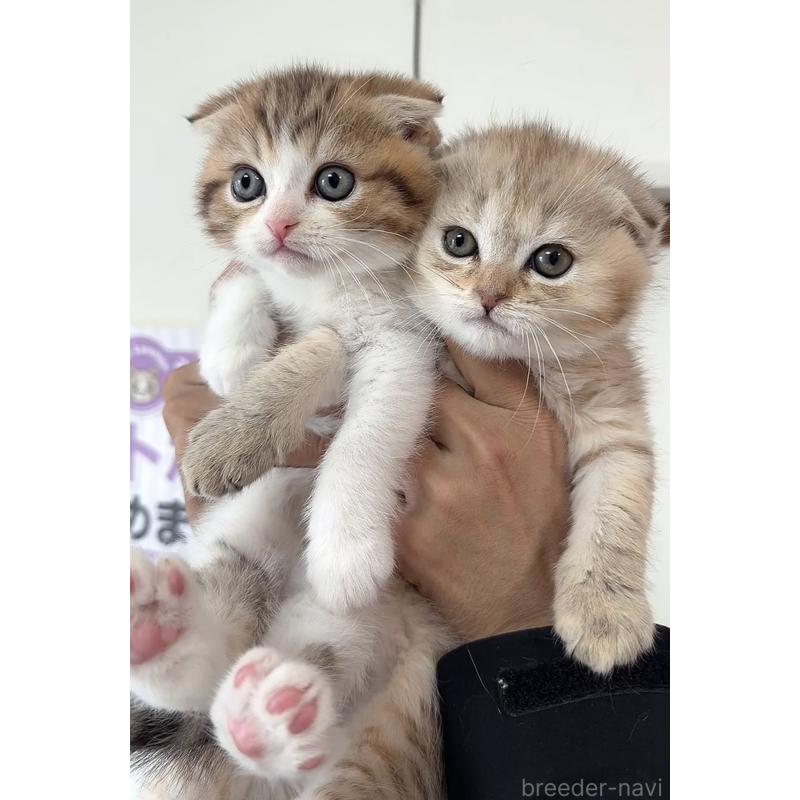 販売中の京都府のマンチカン-139442の3枚目