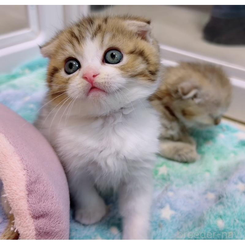 販売中の京都府のマンチカン-139442の2枚目