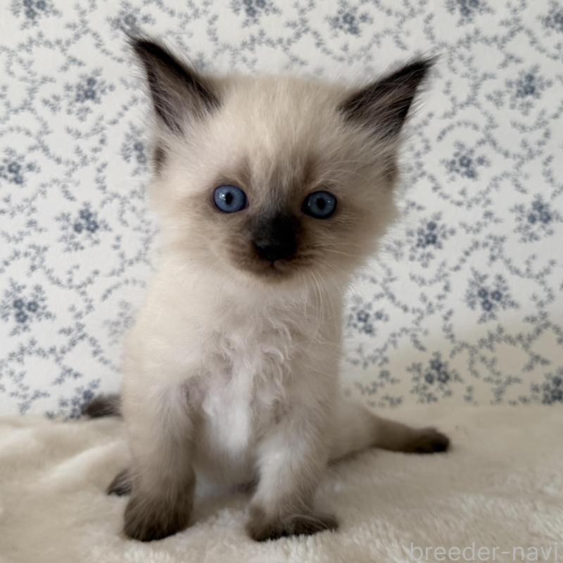 販売中の茨城県のサイベリアン-139504の1枚目