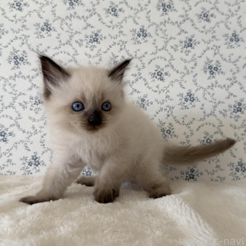 販売中の茨城県のサイベリアン-139504の5枚目