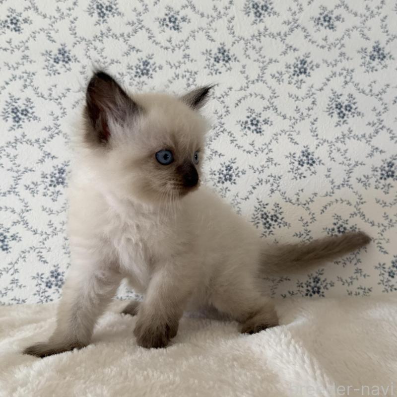 販売中の茨城県のサイベリアン-139504の4枚目