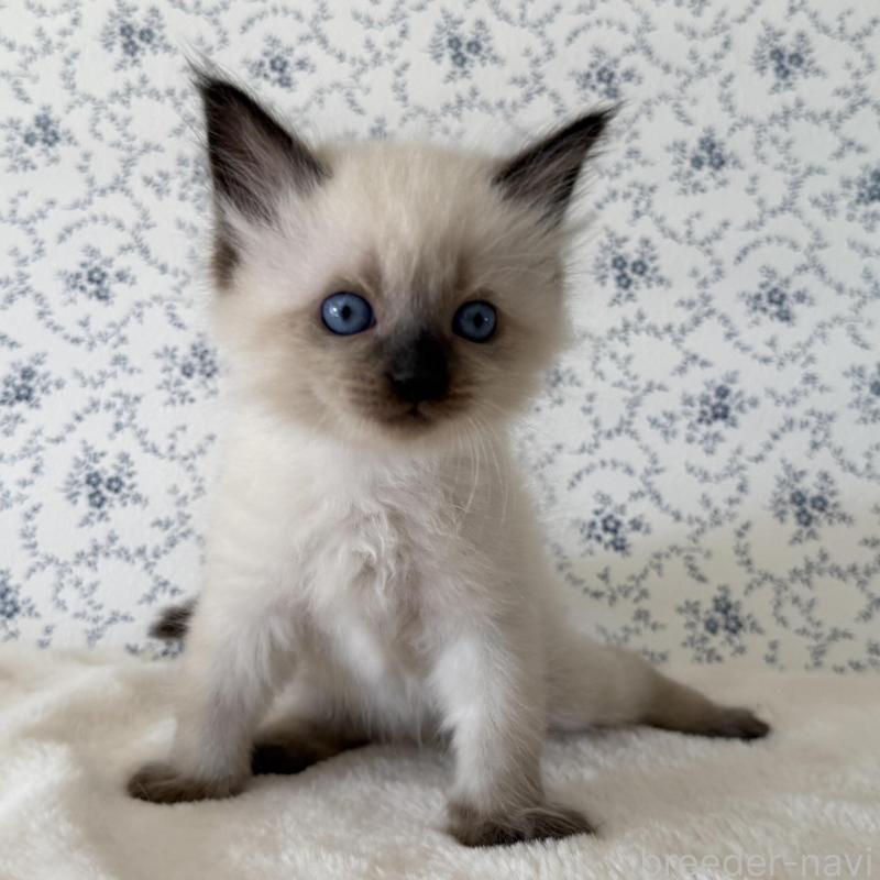 販売中の茨城県のサイベリアン-139504の3枚目