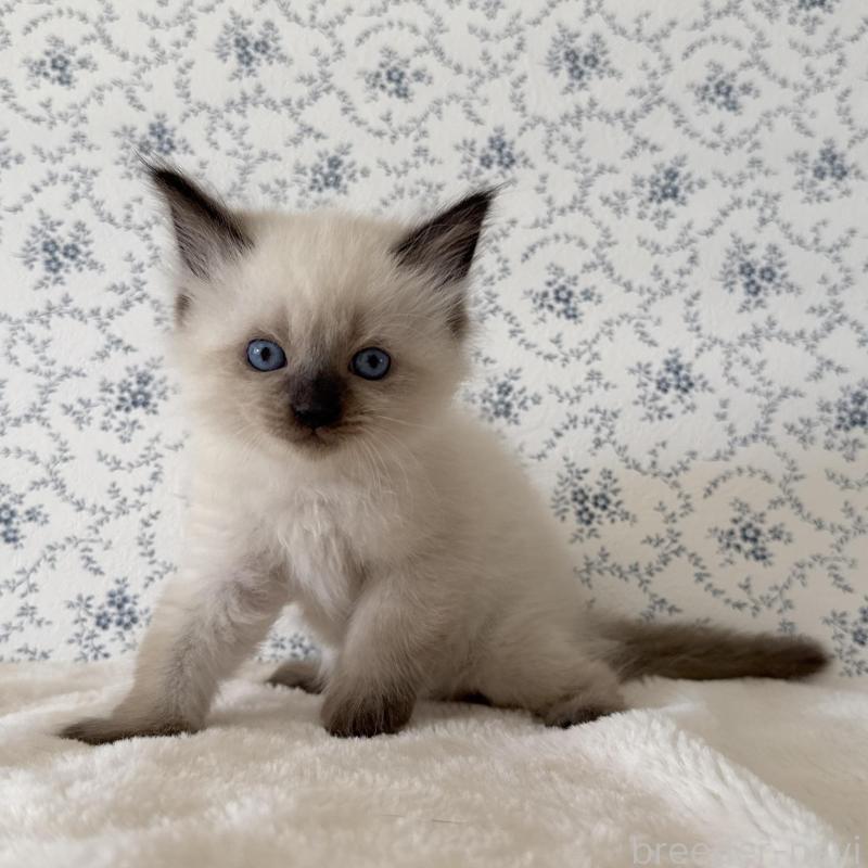 販売中の茨城県のサイベリアン-139504の2枚目