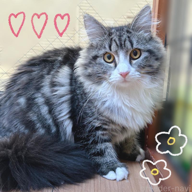 販売中の東京都のサイベリアン-130877