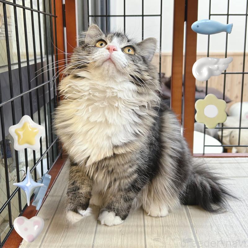 販売中の東京都のサイベリアン-130877の3枚目