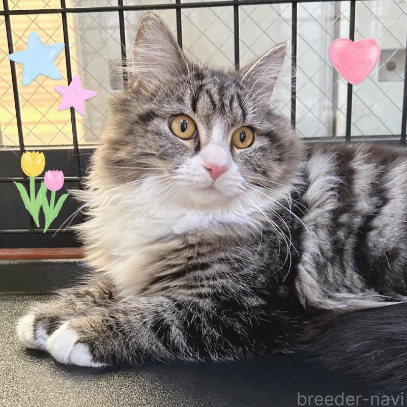 販売中の東京都のサイベリアン-130877の2枚目