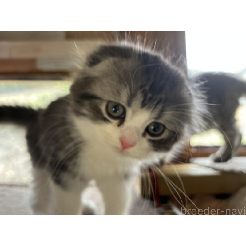 販売中の千葉県のスコティッシュフォールド(折れ耳)-136101の2枚目
