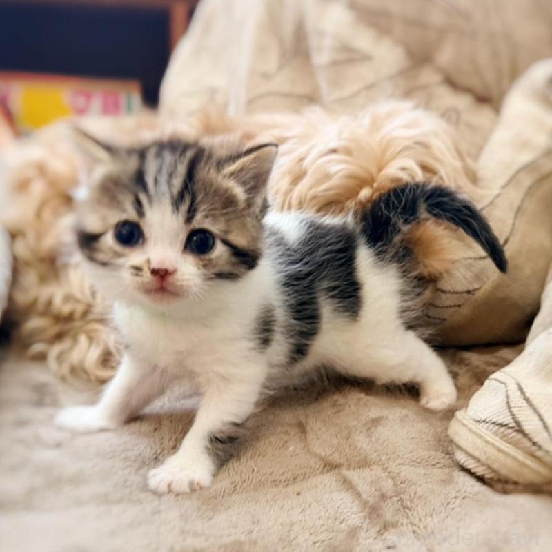 販売中の徳島県のスコティッシュフォールド-139505の17枚目