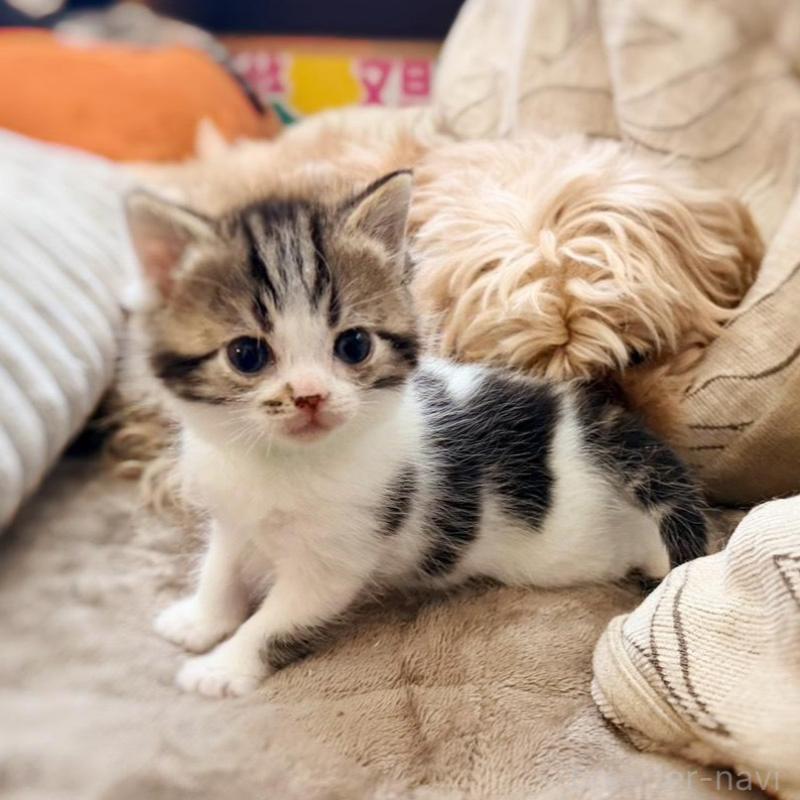 販売中の徳島県のスコティッシュフォールド-139505の16枚目