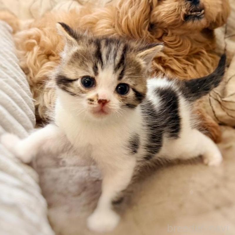 販売中の徳島県のスコティッシュフォールド-139505の15枚目