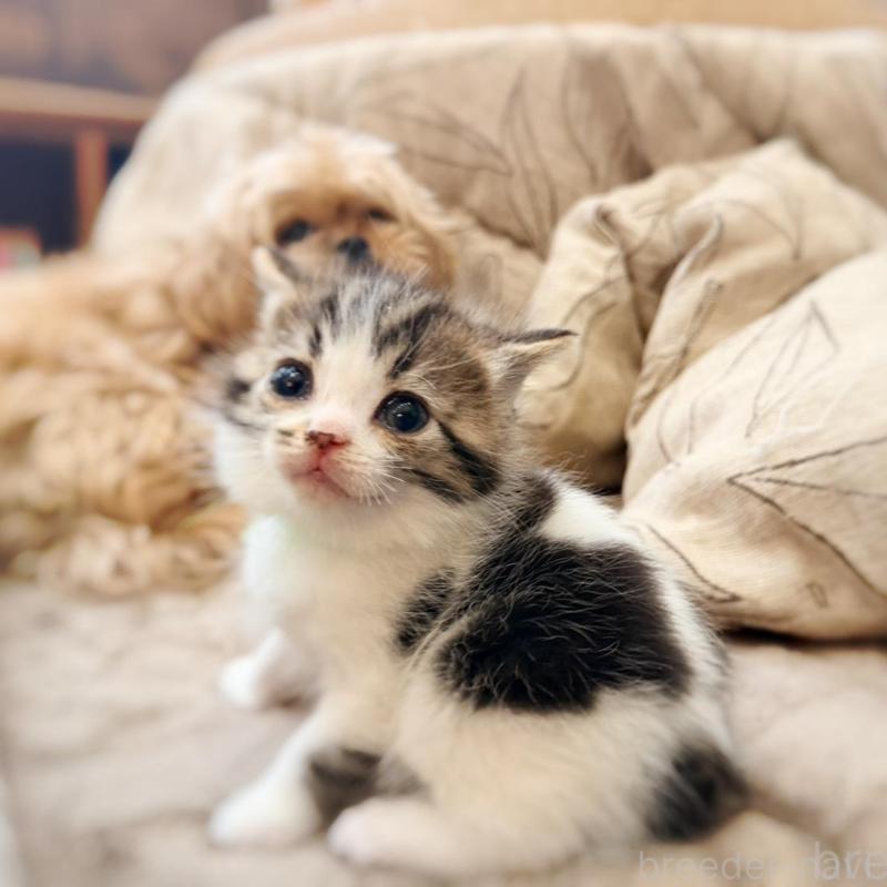 販売中の徳島県のスコティッシュフォールド-139505の14枚目