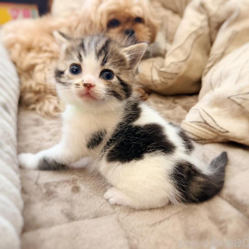 販売中の徳島県のスコティッシュフォールド-139505の13枚目