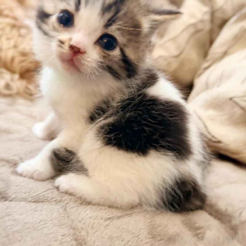 販売中の徳島県のスコティッシュフォールド-139505の11枚目