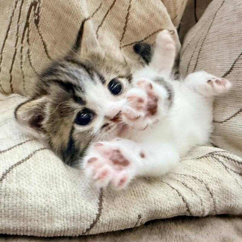 販売中の徳島県のスコティッシュフォールド-139505の9枚目