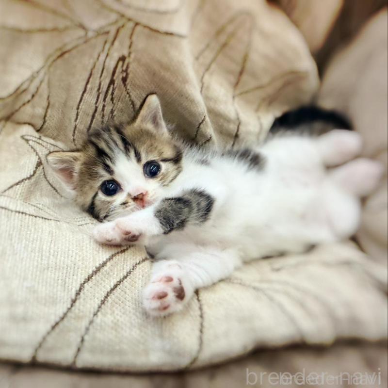 販売中の徳島県のスコティッシュフォールド-139505の8枚目