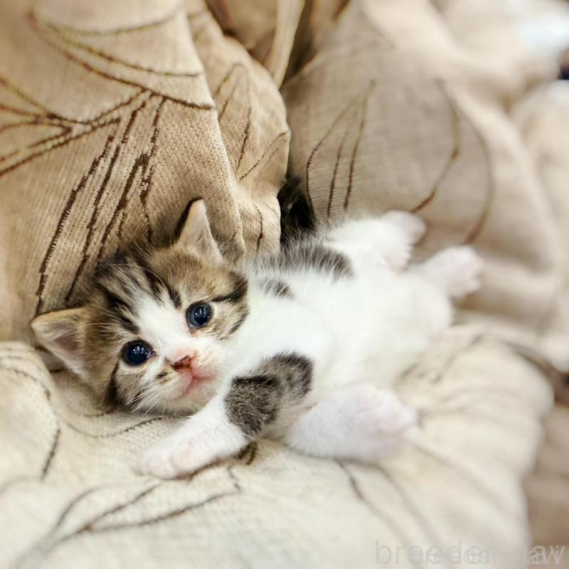 販売中の徳島県のスコティッシュフォールド-139505の7枚目