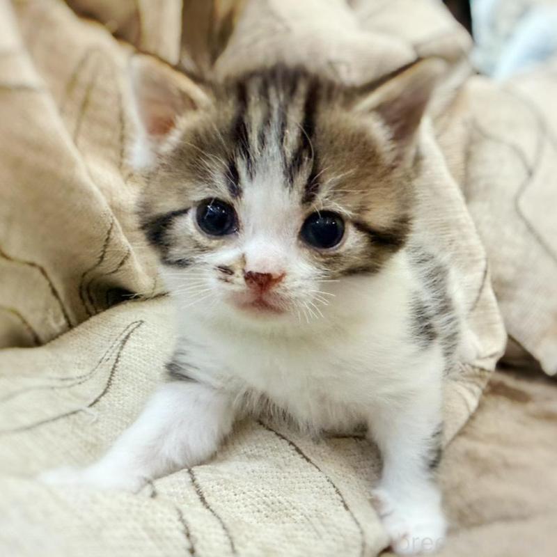 販売中の徳島県のスコティッシュフォールド-139505の6枚目