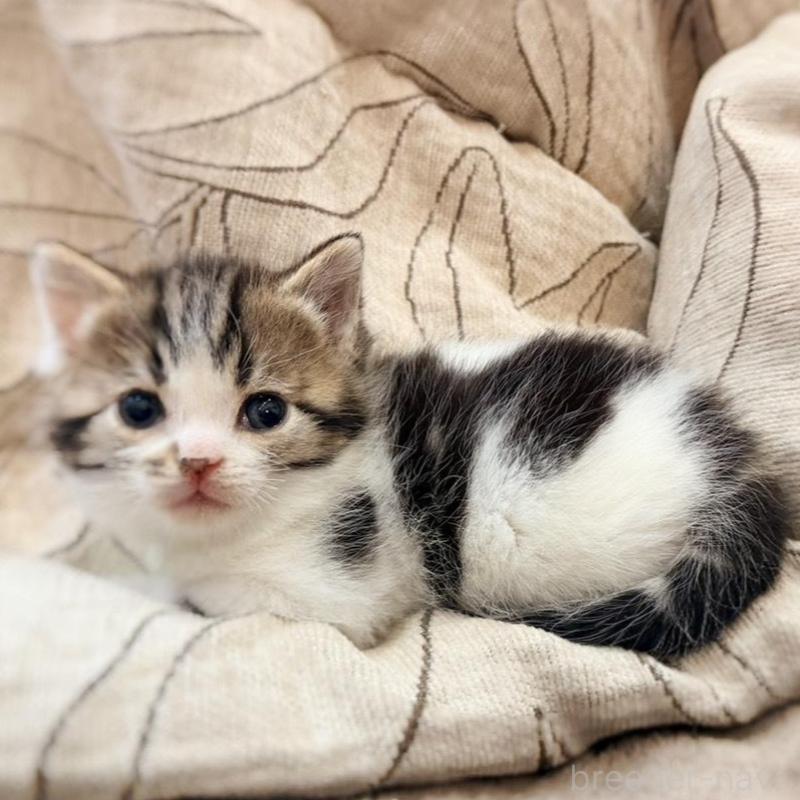 販売中の徳島県のスコティッシュフォールド-139505の5枚目