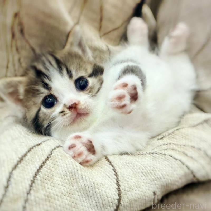 販売中の徳島県のスコティッシュフォールド-139505