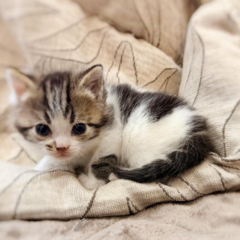 販売中の徳島県のスコティッシュフォールド-139505の4枚目