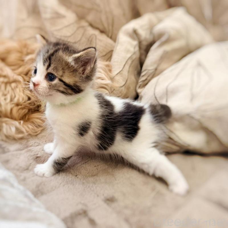 販売中の徳島県のスコティッシュフォールド-139505の3枚目