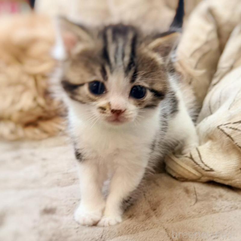 販売中の徳島県のスコティッシュフォールド-139505の2枚目