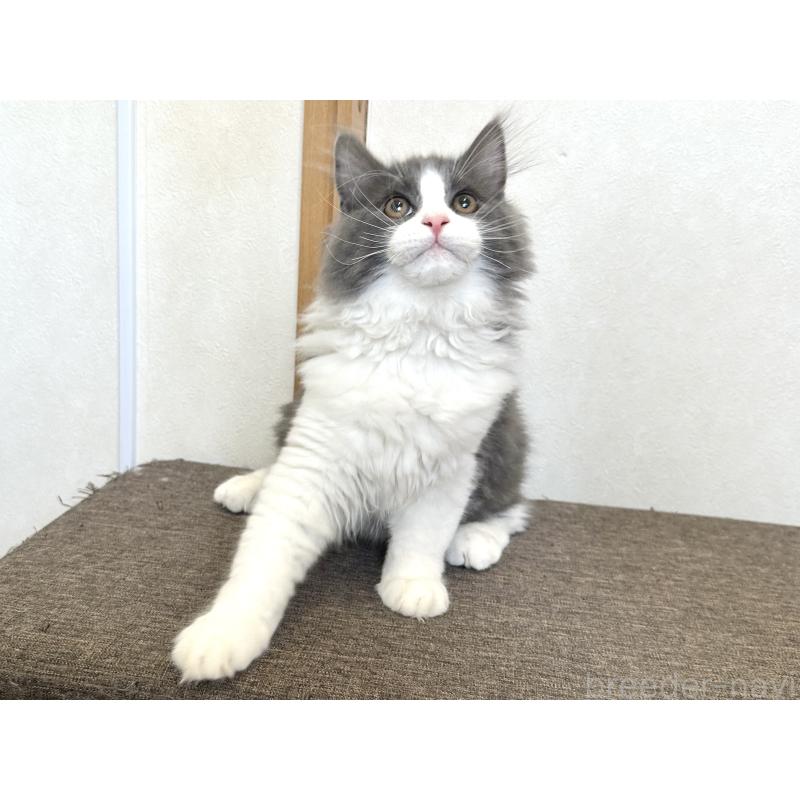 販売中の千葉県のラガマフィン-133930の10枚目