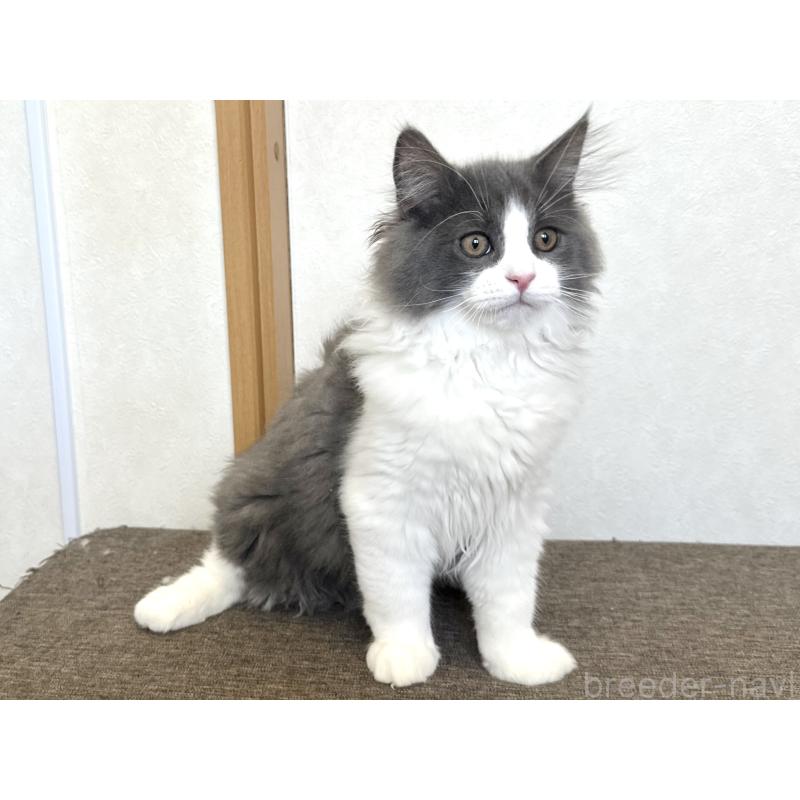 販売中の千葉県のラガマフィン-133930の9枚目