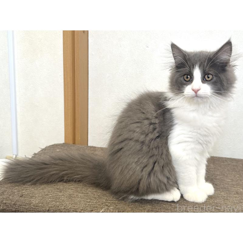 販売中の千葉県のラガマフィン-133930の8枚目