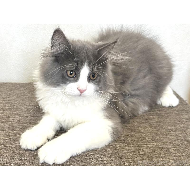 販売中の千葉県のラガマフィン-133930の7枚目