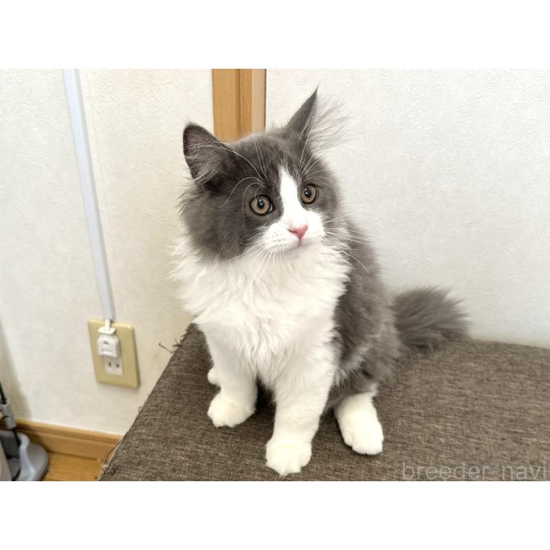 販売中の千葉県のラガマフィン-133930の6枚目